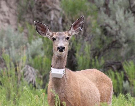 wyoming game and fish license|Licenses & Applications .